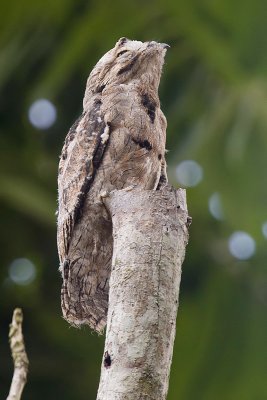 Common Potoo Juvenile  林鴟