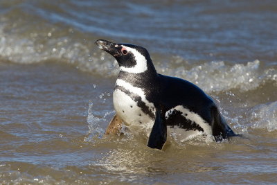 Penguins of Pebble Island