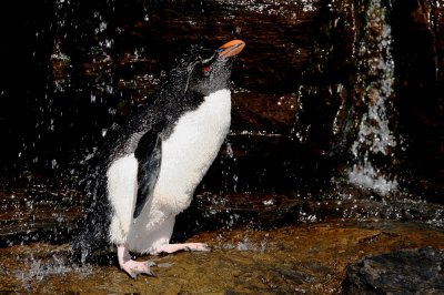 Penguins of Saunders Island