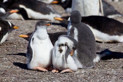 Penguins of Sea Lion Island
