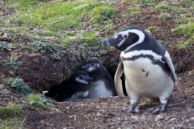 Penguins of Sea Lion Island