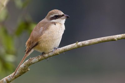 Brown Shrike