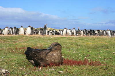 Falkland Islands 2009