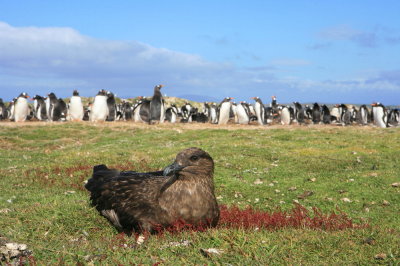 Carcass Island