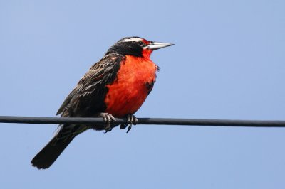 IMG_0800e_1.jpg