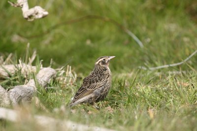 IMG_0856_1.jpg