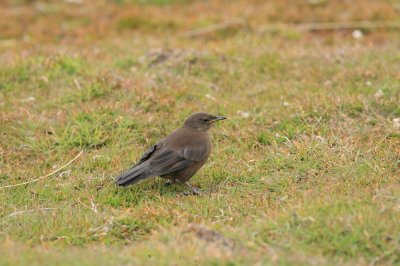 IMG_1077_1.jpg