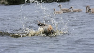 IMG_1213e_1.jpg