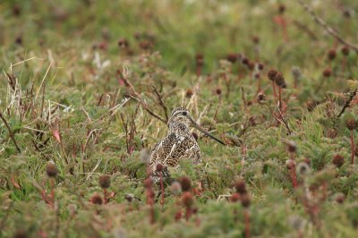 IMG_1320_1.jpg