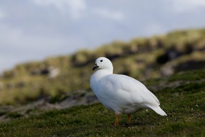 IMG_4580e.jpg