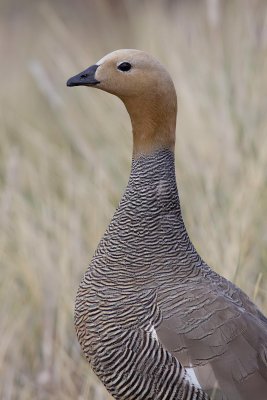 IMG_4635e.jpg
