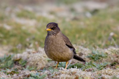 IMG_4643e.jpg