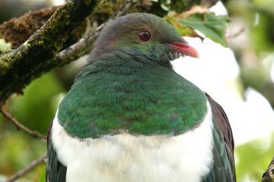 NZ Pigeon