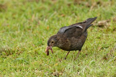 Blackbird