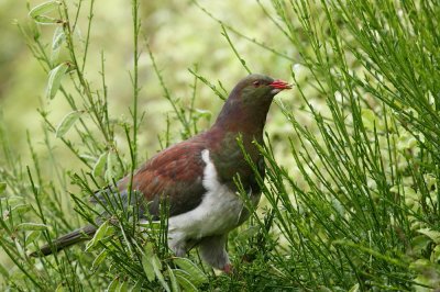 NZ Pigeon