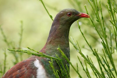 NZ Pigeon