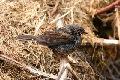 Dunnock