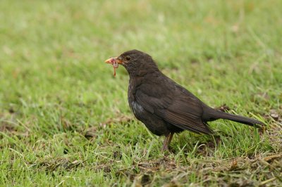 Blackbird