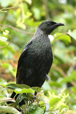 Tui