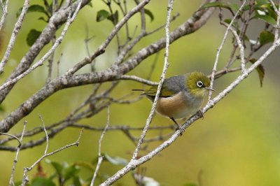 Silvereye