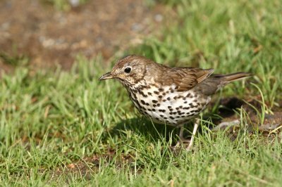 Song Thrush