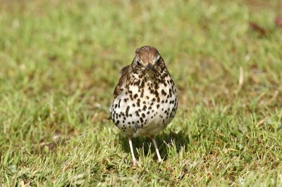 Song Thrush