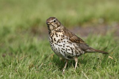 Song Thrush