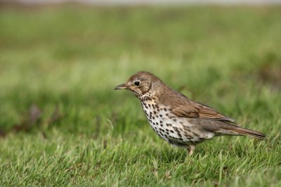 Song Thrush