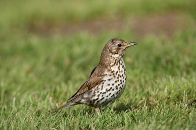 Song Thrush