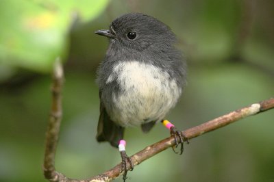 NZ Robin