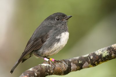 NZ Robin