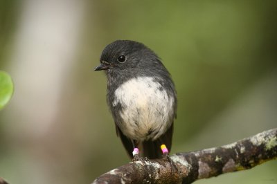 NZ Robin