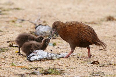 Weka