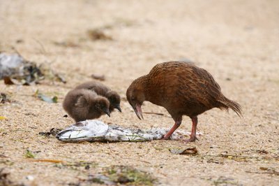 Weka