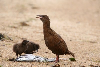 Weka