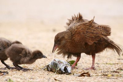 Weka