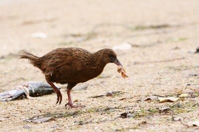 Weka