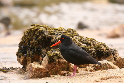 Blackish Oystercatcher