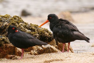 Blackish Oystercatcher