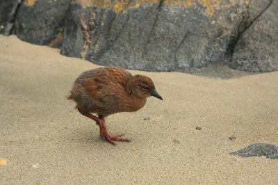 Weka