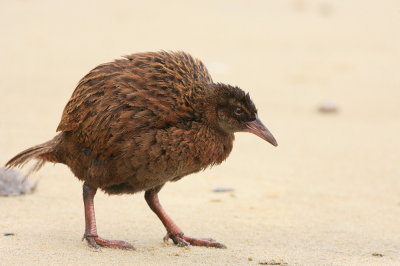 Weka
