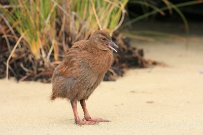 Weka