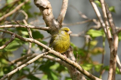Greenfinch