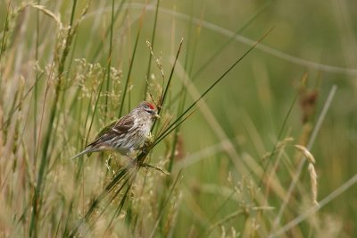 Redpoll