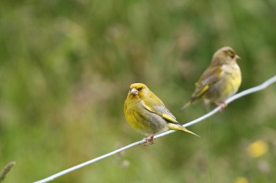 Greenfinch