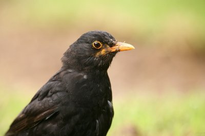 Blackbird