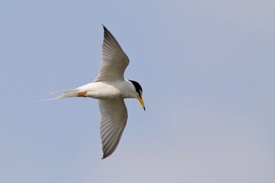 Little Tern