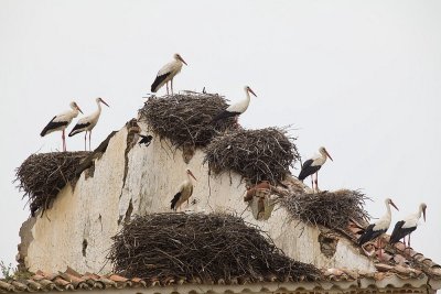 White Stork nests