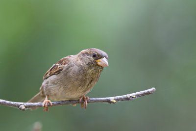 House Sparrow (F)