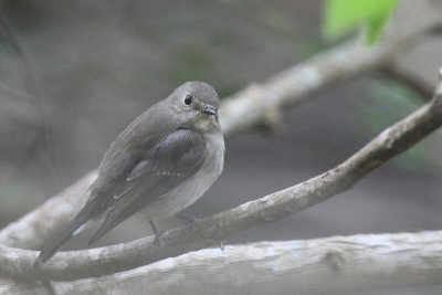 red-throated flycatcher